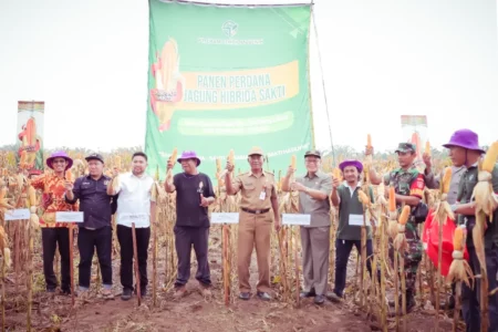 Bupati Tanah Laut (Tala) diwakili Staf Ahli Bupati Bidang Pembangunan, Ekonomi, dan Keuangan, Gatot Subagio pimpin panen perdana Jagung Hibrida Sakti di kawasan lahan kebun jagung Kelompok Tani Sinar Harapan I
