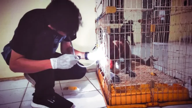 
 Perawatan seekor Bekantan dewasa yang baru dievakuasi dari kawasan permukiman warga