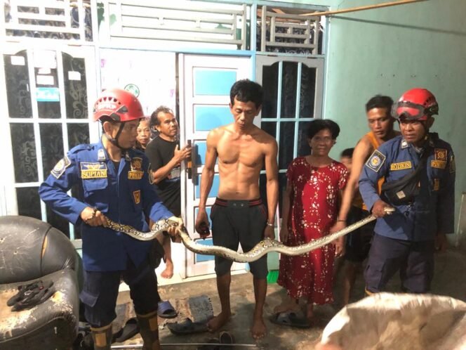 
 Pasutri Kejatuhan Ular Saat di Pembaringan