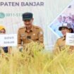 Panen Raya Padi di Kampung Melayu Tengah, Martapura Timur, Banjar, Selasa (12/9). foto-MC Banjar.
