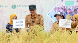 Panen Raya Padi di Kampung Melayu Tengah, Martapura Timur, Banjar, Selasa (12/9). foto-MC Banjar.