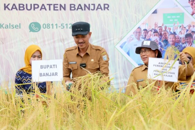 
 Panen Raya Padi di Kampung Melayu Tengah, Martapura Timur, Banjar, Selasa (12/9). foto-MC Banjar.