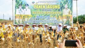 Asisten Pemerintahan dan Kesejahteraan Kotabaru H Minggu Basuki bersama Forkopimda, Kepala SKPD, dan Forkopimcam, panen jagung bersama di lahan Kelompok Tani Rukun Makmur . (foto. Kominfo Kotabaru)