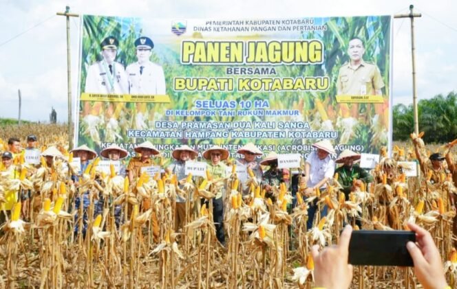 
 Asisten Pemerintahan dan Kesejahteraan Kotabaru H Minggu Basuki bersama Forkopimda, Kepala SKPD, dan Forkopimcam, panen jagung bersama di lahan Kelompok Tani Rukun Makmur . (foto. Kominfo Kotabaru)