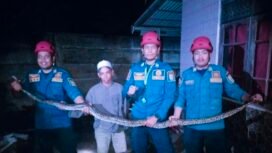 Ular Piton dengan panjang lebih dari 2,5 Meter Dievakuasi dari kandang ayam warga,Minggu(24/12/2023)malam.foto:DPKP Banjar