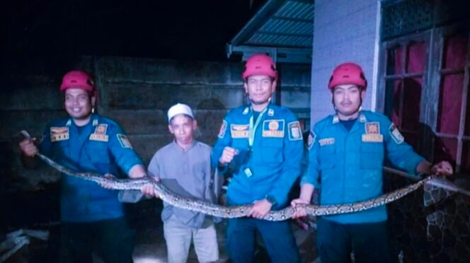 
 Ular Piton dengan panjang lebih dari 2,5 Meter Dievakuasi dari kandang ayam warga,Minggu(24/12/2023)malam.foto:DPKP Banjar