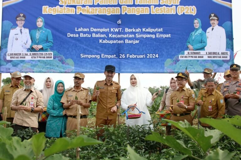 Bupati Banjar Panen Sayuran, Beri Bantuan Kelompok Tani