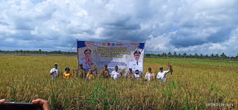 Panen Padi Gernas Dampak El Nino di Desa Pejambuan