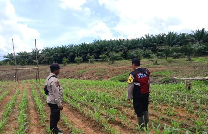 
 PT. SKM Pamukan Estate Kembangkan 50 Hektar Lahan Jagung di Kotabaru