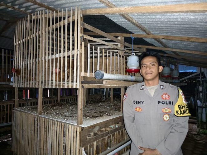 
 Bhabinkamtibmas Kotabaru ini Sukses Beternak Ayam di Pekarangan Rumah