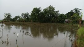 Lahan pertanian terdampak banjir. foto-haris
