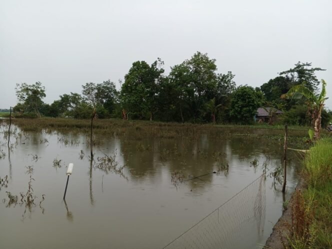 
 Lahan pertanian terdampak banjir. foto-haris