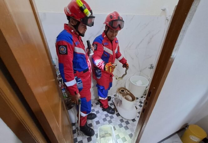 
 Petugas DPKP Banjar menangkap ular sanca dalam kloset, Minggu (9/2). foto-DPKP via Info publik