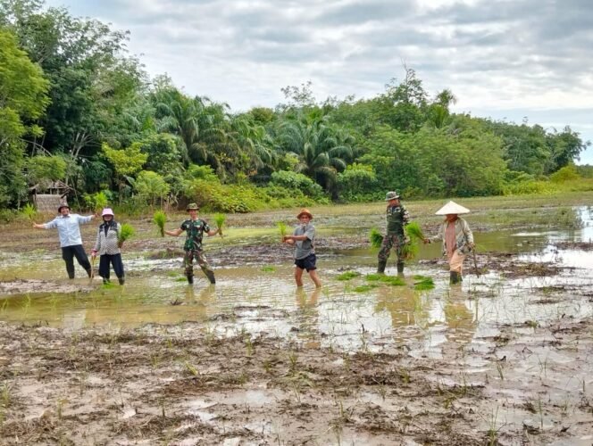 
 TNI dan Warga Desa Talusi Gotong Royong Tanam Padi, Perkuat Ketahanan Pangan