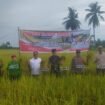 Bupati Kapuas, H. Muhammad Wiyatno, memimpin panen raya padi di Desa Warnasari, Kecamatan Tamban Catur, Jumat (7/3/2025) sore. foto-istimewa