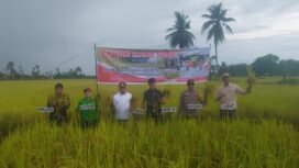 Bupati Kapuas, H. Muhammad Wiyatno, memimpin panen raya padi di Desa Warnasari, Kecamatan Tamban Catur, Jumat (7/3/2025) sore. foto-istimewa