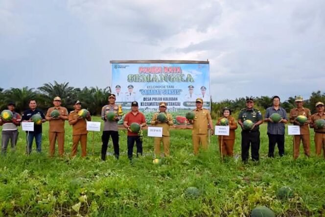 
 Panen Raya Semangka di Desa Pulau Kaladan Kapuas, Hasilnya Ratusan Ton