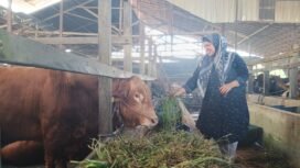 Kandang sapi milik ibu Hijriah, di Martapura, Kabupaten Banjar. foto-Haris/Riceknews
