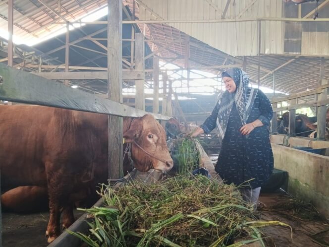 
 Kandang sapi milik ibu Hijriah, di Martapura, Kabupaten Banjar. foto-Haris/Riceknews