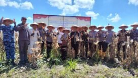 Panen raya jagung Polda Kalsel di Jalan Gubernur Syarkawi, Sungai Tabuk, Kabupaten Banjar, Kamis (5/6/2025). foto-istimewa