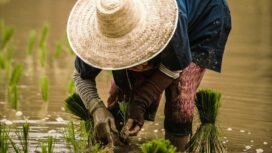 Seorang petani sedang menanam padi. Foto: Eduardo Prim/Unsplash.com