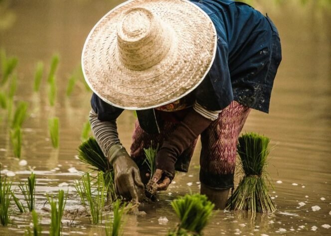 
 Seorang petani sedang menanam padi. Foto: Eduardo Prim/Unsplash.com