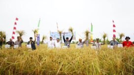 Pemprov Kalsel melaksanakan panen padi di lahan pertanian Gapoktan Maju Makmur, Kecamatan Cempaka, Kota Banjarbaru, Kamis (2882025). Foto: Humas DPKP Kalsel/Nuril