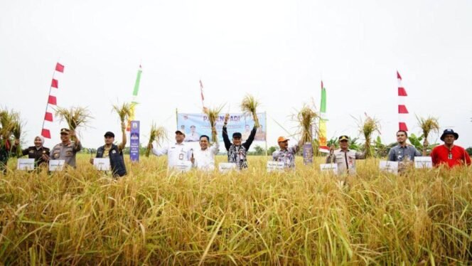 
 Pemprov Kalsel melaksanakan panen padi di lahan pertanian Gapoktan Maju Makmur, Kecamatan Cempaka, Kota Banjarbaru, Kamis (2882025). Foto: Humas DPKP Kalsel/Nuril