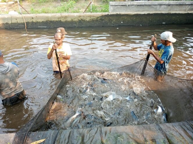
 Produksi Ikan Patin di Kabupaten Banjar Turun di Triwulan Kedua 2025