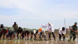 Panen Raya dan Tanam Padi Serentak di Desa Sungai Rasau, Kecamatan Cerbon, Kabupaten Barito Kuala, Jumat (5/9/2025). Foto: MC Kalsel