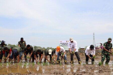 Tanam dan Panen Raya di Batola, Kalsel Mantap Jadi Lumbung Pangan Nasional
