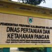 Dinas Pertanian dan Ketahanan Pangan (DPKP) Kalimantan Selatan mencatat mayoritas lulusan Program YESS adalah perempuan. Foto: Haris/Ricek
