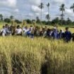 Petani di Desa Akar Begantung, Martapura Timur, Kabupaten Banjar, berhasil memanen padi jenis IR Nutri Zinc. Foto: istimewa