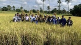 Petani di Desa Akar Begantung, Martapura Timur, Kabupaten Banjar, berhasil memanen padi jenis IR Nutri Zinc. Foto: istimewa