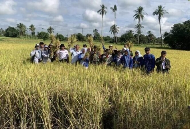 
 Petani di Desa Akar Begantung, Martapura Timur, Kabupaten Banjar, berhasil memanen padi jenis IR Nutri Zinc. Foto: istimewa
