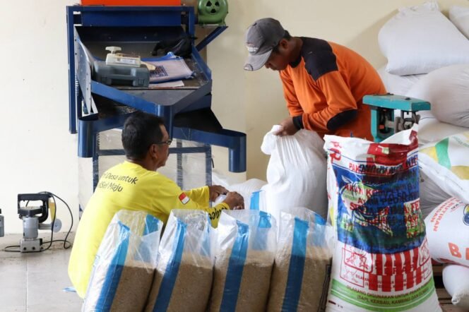 
 UPB Sungai Tabuk Kalsel Produksi Benih Padi Unggul dan Lokal