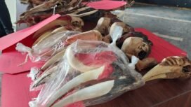 Polres Banjar menyita 1.930 kerangka dan bagian tubuh satwa dilindungi yang diperjualbelikan di Pasar CBS Martapura. Foto: Hendra