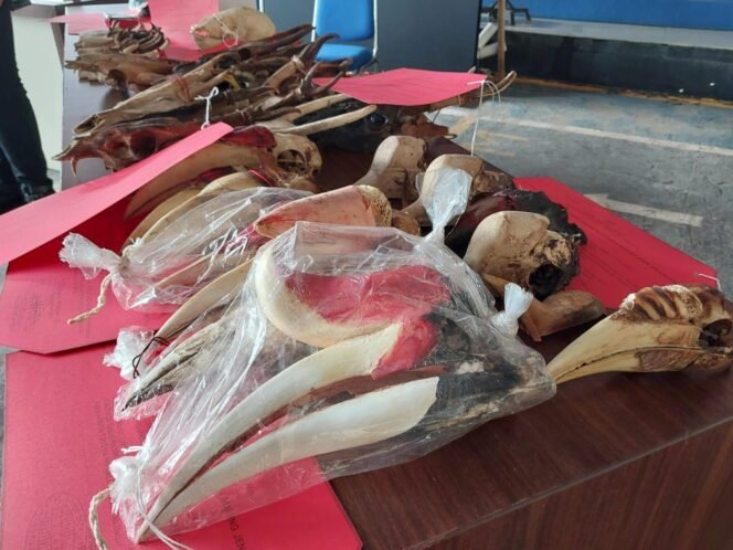 
 Polres Banjar menyita 1.930 kerangka dan bagian tubuh satwa dilindungi yang diperjualbelikan di Pasar CBS Martapura. Foto: Hendra