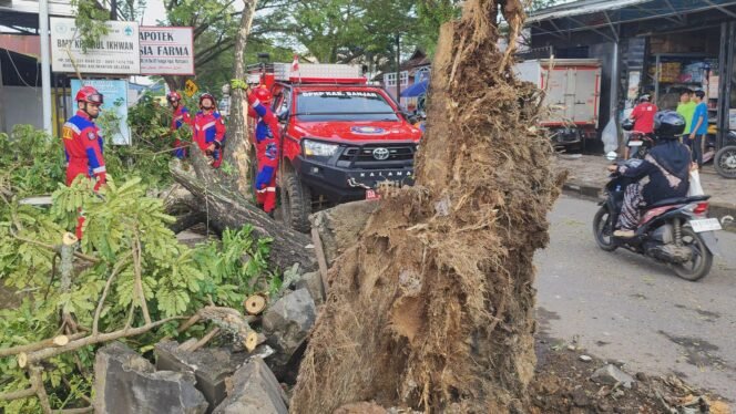
 Penanganan Pohon Tumbang oleh Dinas Pemadam Kebakaran dan Penyelamatan (DPKP) Kabupaten Banjar. Foto: Ofal