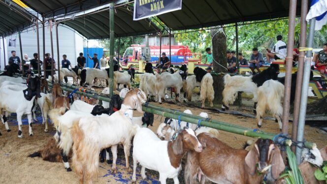 
 Pemkab Kotabaru Gelar Kontes Kambing Perdana