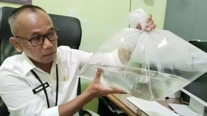 
 Ikan Mirip Lohan Ditemukan di Waduk Riam Kanan, DKPP Libatkan BRIN