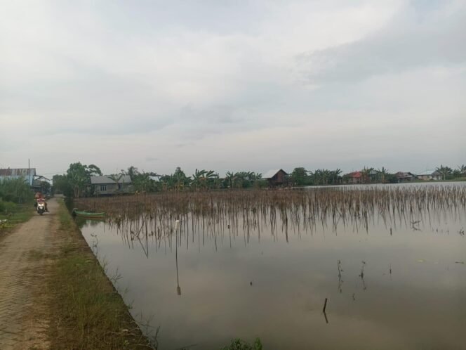 
 1.297 Hektare Sawah di Kabupaten Banjar Rusak Total Akibat Banjir