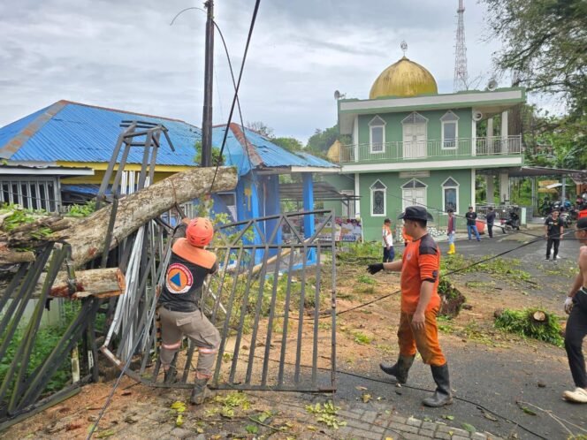 
 Pohon Trembesi Berukuran Besar Tumbang Akibat Hujan dan Angin Kencang