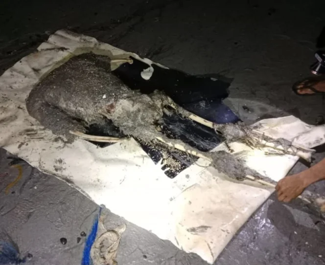 
 Kerangka Tanpa Bagian Kepala Ditemukan di Pesisir Desa Maradapan Kotabaru