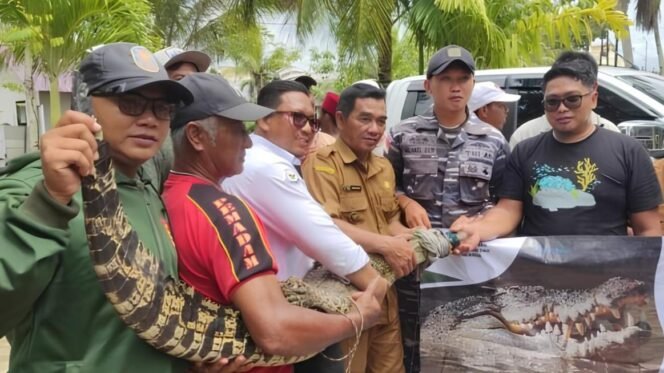 
 Buaya Resahkan Permukiman Warga Sungai Kakap Berhasil Dievakuasi