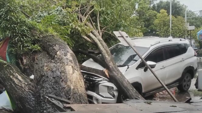 
 Pohon Tumbang di Depan Masjid Alkaromah Martapura, Pasutri Pengendara Motor Tertimpa