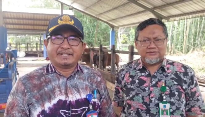 
 Distan Banjar: Populasi Kerbau Merosot, Tersisa 560 Ekor