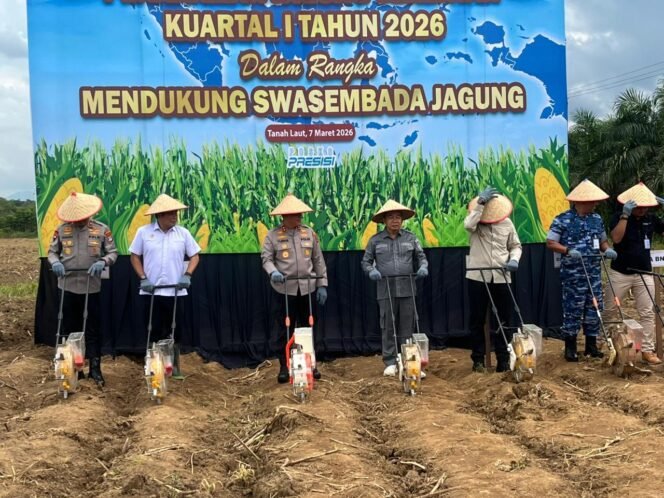 
 Tanah Laut Dicanangkan Jadi Sentra Jagung Kalsel untuk Penuhi Kebutuhan Pakan Ternak Nasional