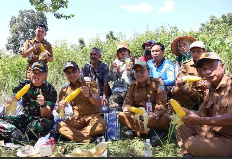Panen Perdana Jagung Manis, Pemanfaatan Lahan Tidur Dongkrak Ketahanan Pangan