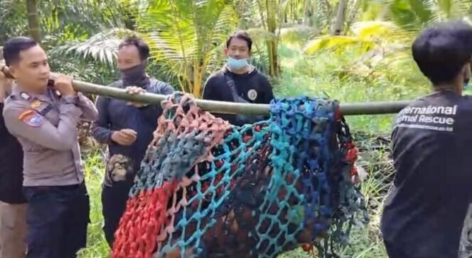 
 Petugas gabungan saat melakukan proses evakuasi orangutan dari area permukiman warga guna mencegah konflik dan memastikan keselamatan satwa dilindungi tersebut.